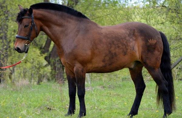 Башкирская порода лошадей: история и особенности | мои лошадки
