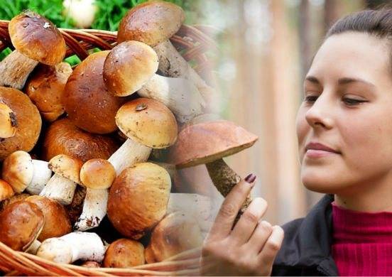 Белый гриб - полезные и опасные свойства белого гриба