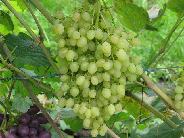 Виноград русбол (кишмиш мираж): описание сорта, фото