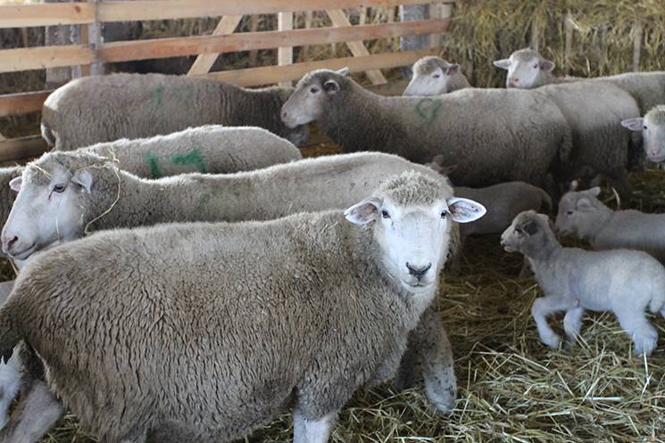 Мясные породы овец: разведение мясного направления