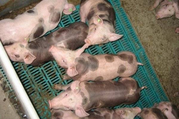 Миргородская порода свиней, выведенная в полтаве распространена повсеместно