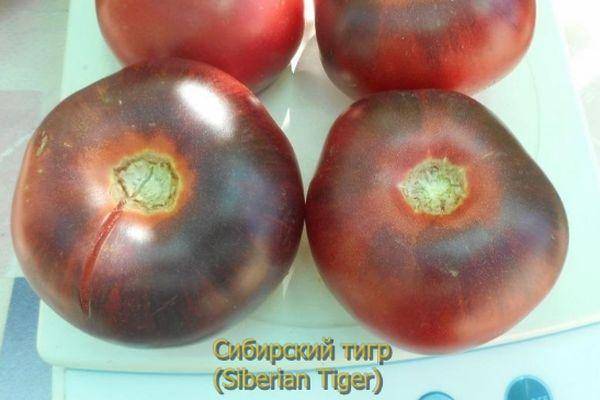 Описание сорта томата сибирский тигр, его характеристика и урожайность – дачные дела