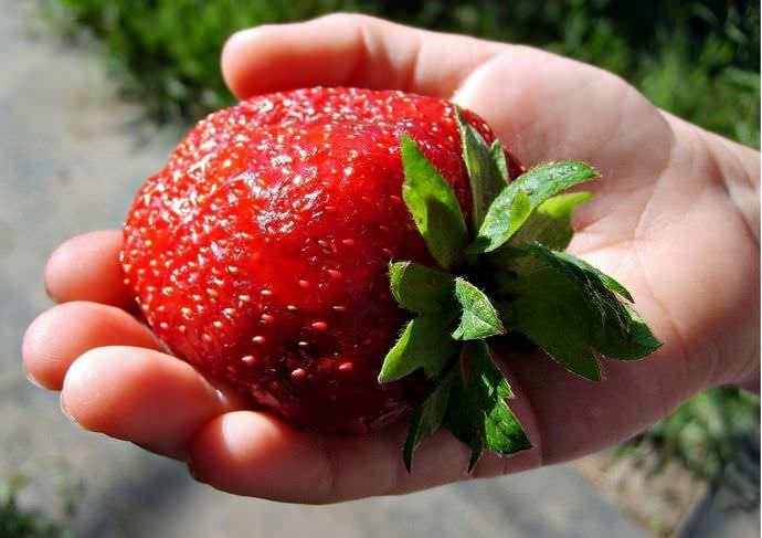 Клубника «пандора»: описание сорта, агротехника выращивания, ухода и посадки ягоды в открытом грунте (фото)