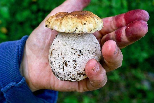 Белые грибы в домашних условиях - разведение и выращивание в промышленных масштабах (130 фото)