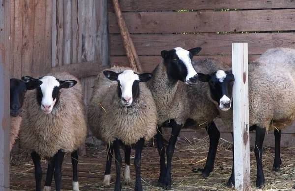 Разведение овец в домашних условиях: полезные рекомендации для начинающих