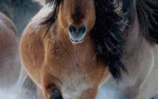 Якутская лошадь. описание, особенности, уход и цена якутской лошади | животный мир