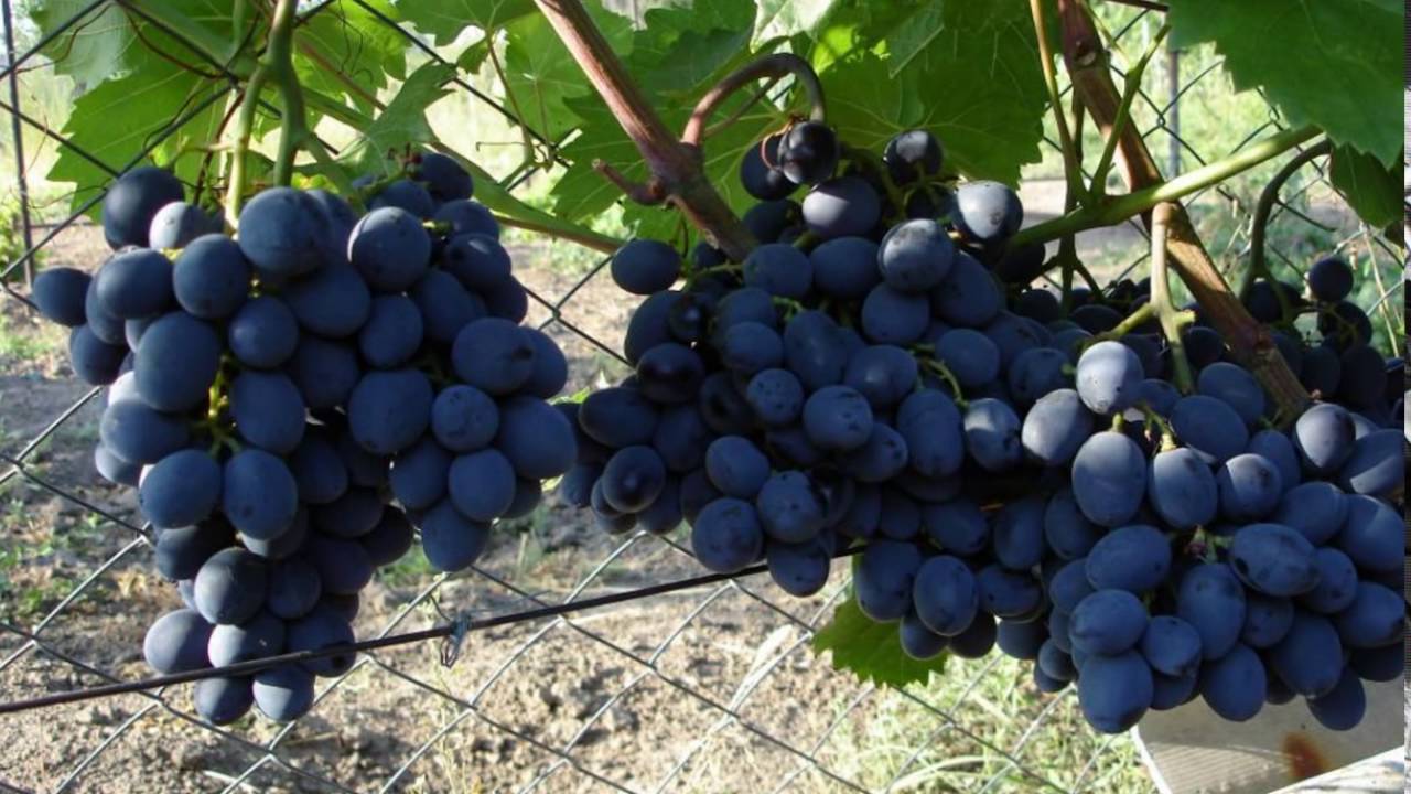 Виноград галахад - описание сорта, отзывы