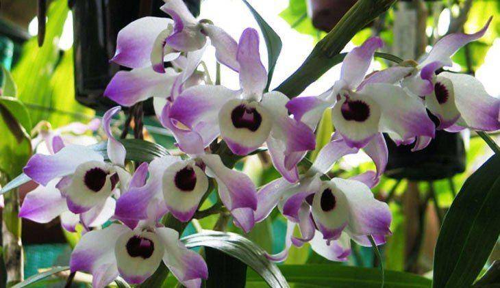 Орхидея дендробиум нобиле — что делать после цветения и уход в домашних условиях