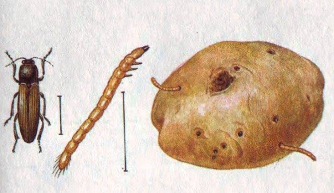 Как избавиться от проволочника в картошке на участке: как выглядит на фото вредитель, как вывести его осенью, а также инструкция как бороться с паразитом