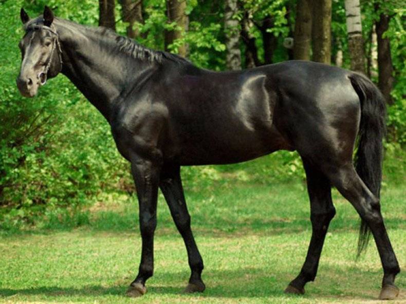 О породах лошадей: все породы лошадей от а до я, название, описание, характеристики