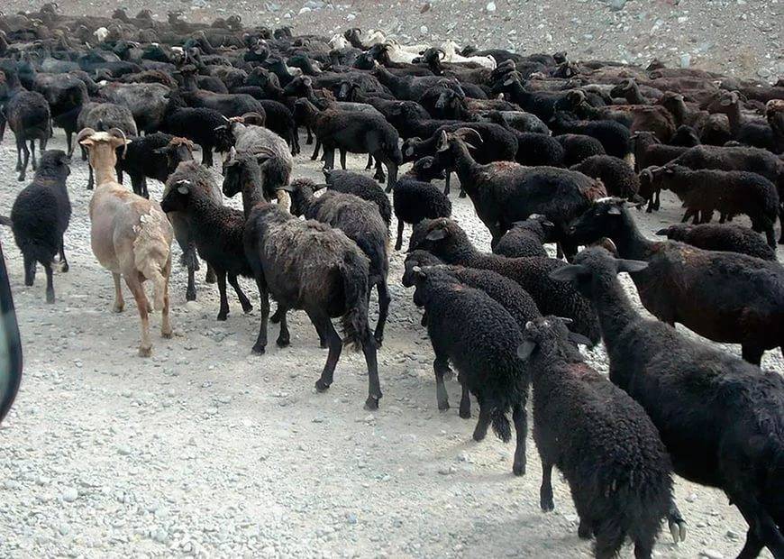 Карачаевская порода овец: описание и характеристики - домашние наши друзья