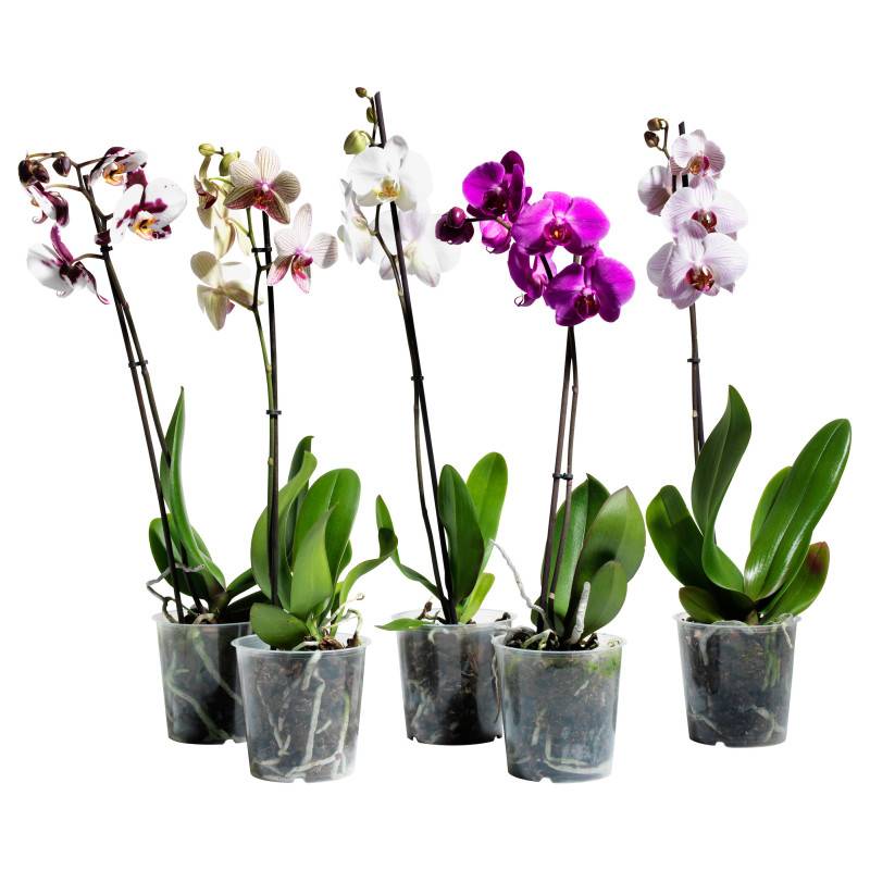 Орхидея фаленопсис: описание растения, уход и размножение в домашних условиях, фото видов с названиями