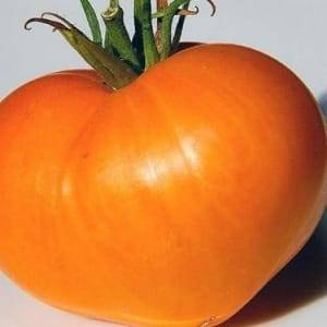 Оранжевое сердце: все о культивации томата повышенной мясистости. описание и рекомендации