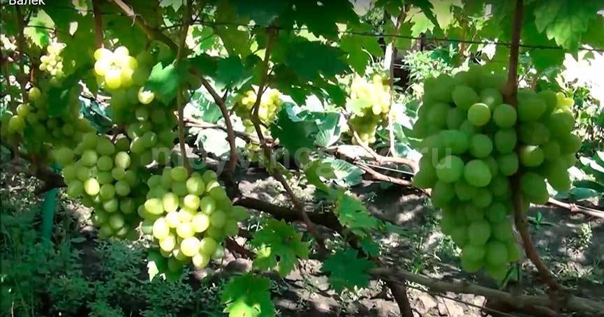 Виноград валёк: сверхранний сорт для любого климата
