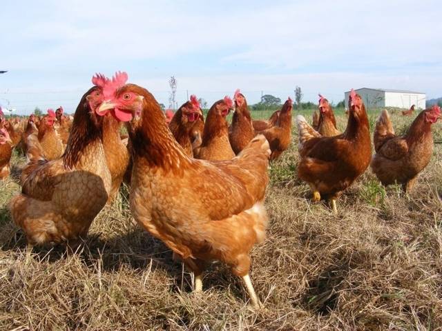 Одомашнивание русскими птицеводами породы кур хайсек для получения большого количества яиц