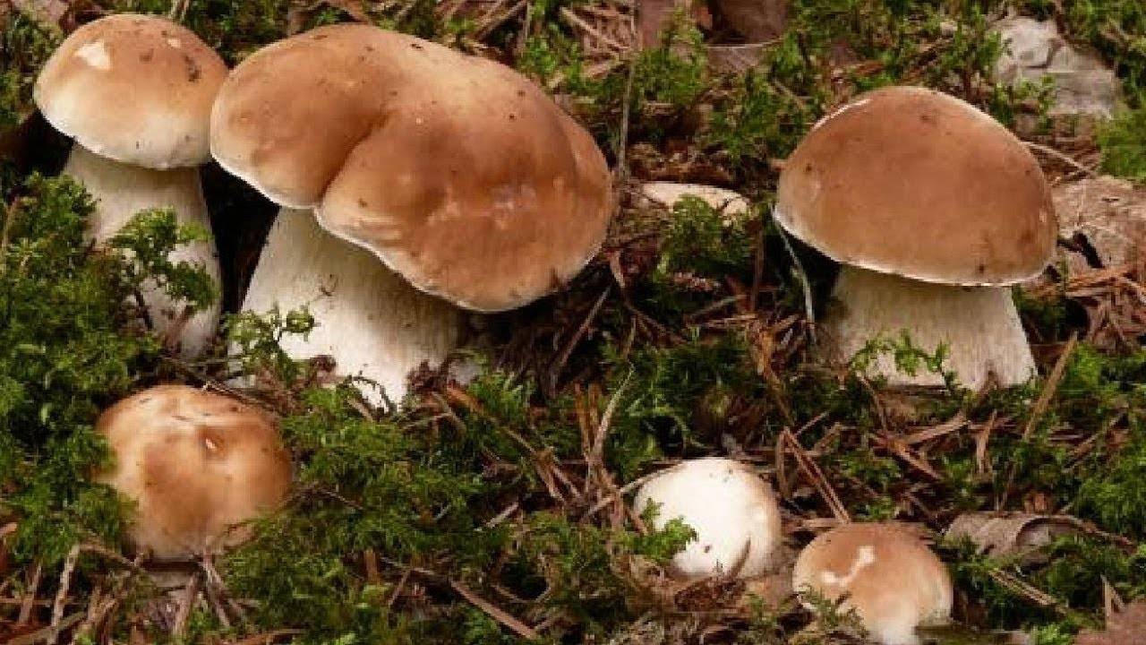 Бизнес выращивание белых грибов – бизнес-план с расчетами