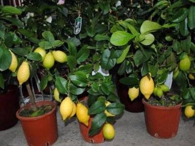 Лучшие сорта лимонов для выращивания в закрытом помещении