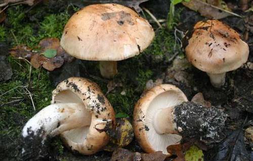 Грибы рядовка — описание и фото, отличия от ядовитых грибов, методы выращивания рядовки. | cельхозпортал