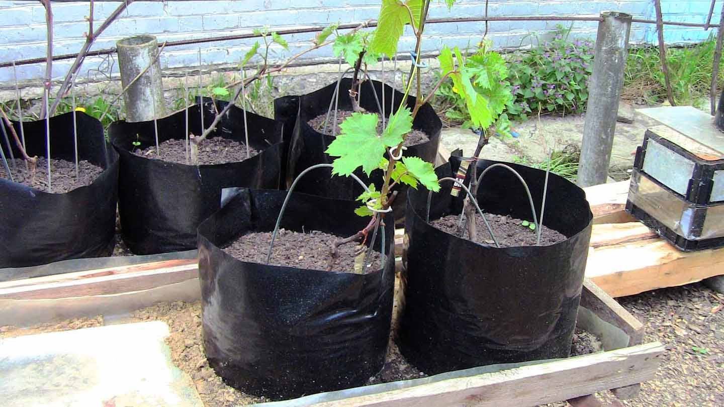 Как посадить виноград с закрытой корневой системой - агро журнал dachnye-fei.ru