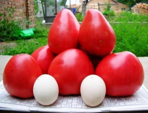 Характеристика томатов сорта Чудо Рынка