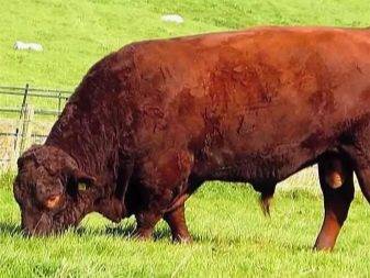 Красные степные коровы: молочная ферма на четырех ногах
