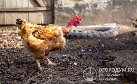 Голошейная порода кур (испанка): описание, выращивание, фото