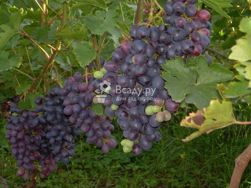 Виноград "краса никополя": выращивание и описание сорта