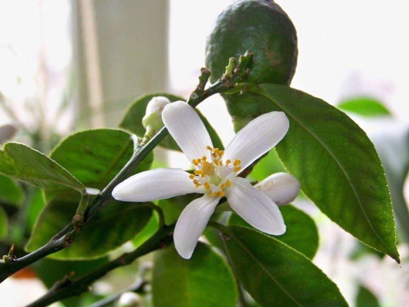 Лимонное дерево — как растет и цветет лимон
