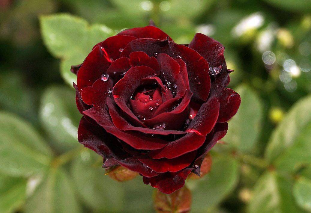 Полиантовые розы — описание и особенности выращивания