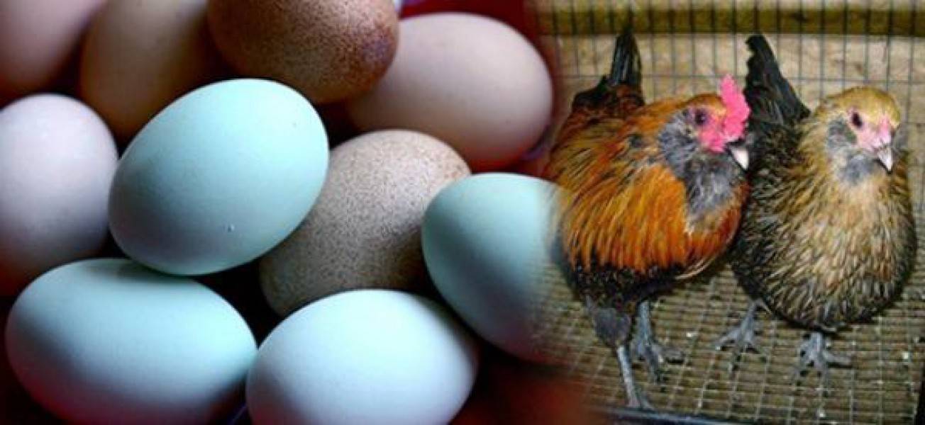 Куры которые несут цветные яйца породы. Куры Араукана яйца. Араукана яйца. Курицы Араукана яйца. Куры Араукана яйценоскость.
