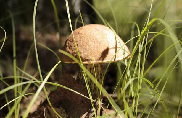 Топ-10 грибных мест новосибирской области