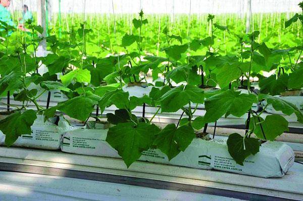 Огурцы на гидропонике: технология выращивания в домашних условиях