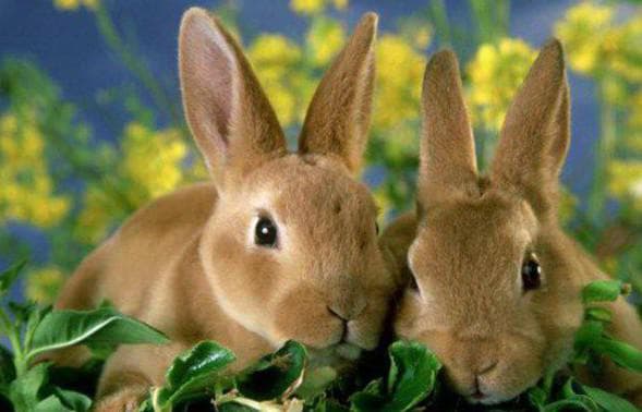 Сколько живут кролики? средняя продолжительность жизни в домашних условиях. как определить возраст кролика? каков срок жизни кроликов в природе?
