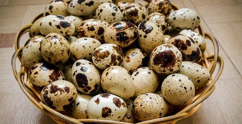 Перепелиные яйца: польза и вред, как принимать для здоровья