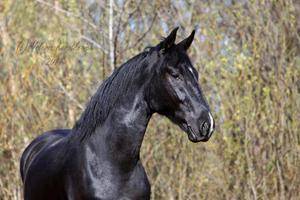 Карачаевская порода лошадей: разновидности и рекомендации по уходу