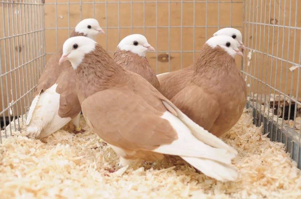 Самые известные и популярные высоколетные голуби