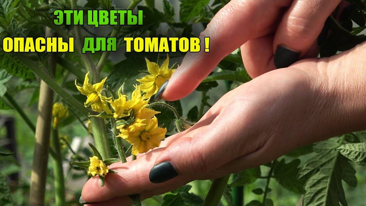 Махровые цветы у томатов: что делать и как бороться с махровостью, причина цветения