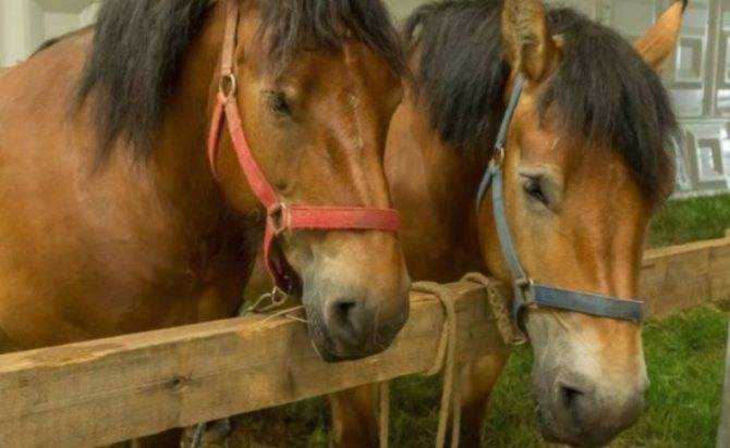 Буденновская порода лошадей: фото, отзывы, описание, характеристика, характер