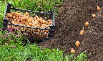 Как получить 700 кг картофеля с сотки: огородники делают неправильно 6 вещей	: новости, картофель, огород, урожай, сад и огород