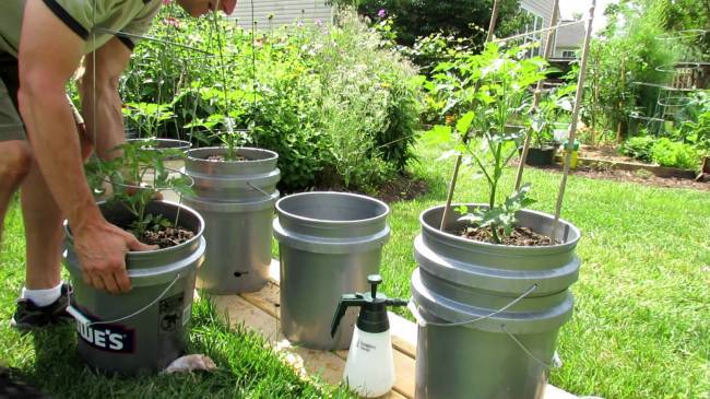 Как часто надо поливать помидоры в теплице | вырасти сад!