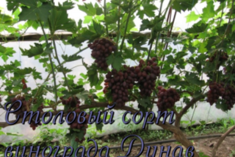 Гибридный виноград Дюжина — характеристика и отзывы