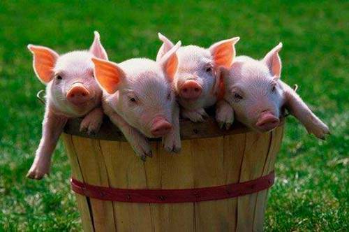 Спаривание свиней в домашних условиях