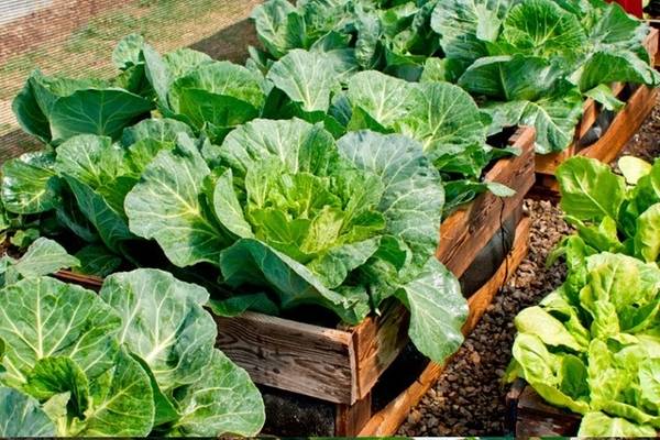 Правильный полив капусты – от рассады до сбора урожая