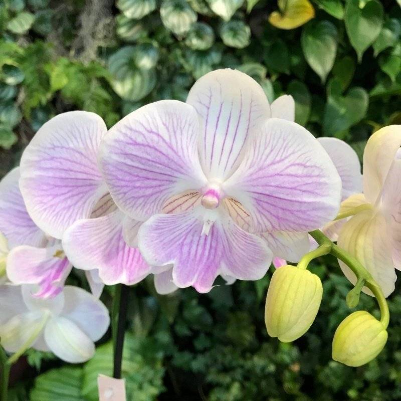 Фаленопсис мини: сорта микро орхидей, такие как сапфир, марк, мастерпис и другие, а также фото и уход в домашних условиях
