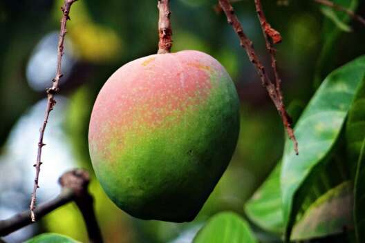 Как вырастить манго из косточки в домашних условиях - особенности выращивания плодоносящего манго (120 фото)