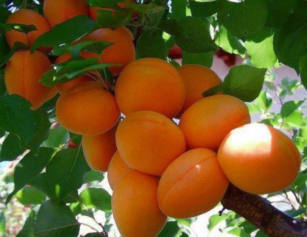 Самоплодные сорта абрикоса: лушая подборка
самоплодные сорта абрикоса: лушая подборка