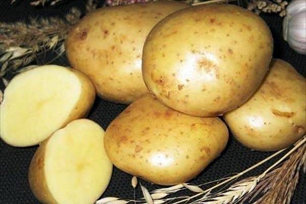 Сорт картофеля каратоп: описание с фото, преимущества и недостатки, а также сравнение характеристик с другими видами