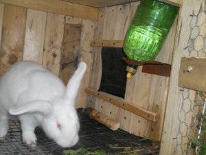 Поилки для кроликов своими руками: фото, оригинальные идеи