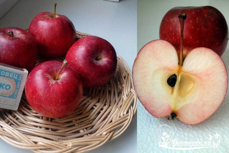 Сорт яблони шафран – описание, фото