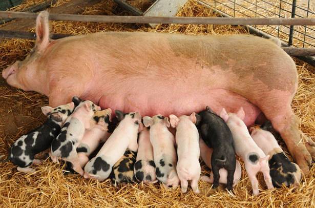 Супоросность свиньи: методы определения супоросности свиньи